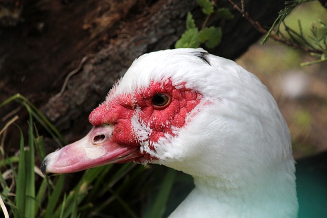 的最大反擊 的最大反擊